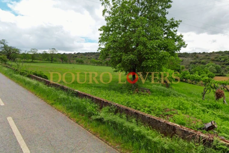 Terreno Agricola ou Rústico para Venda em Castrelos e Carrazedo Foto 4