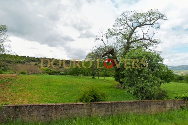 Terreno Agricola ou Rústico para Venda em Castrelos e Carrazedo Foto 6