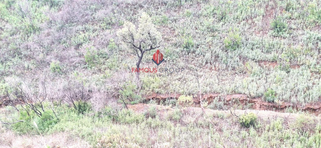 Terreno Agricola ou Rústico para Venda em Mexilhoeira Grande Foto 9