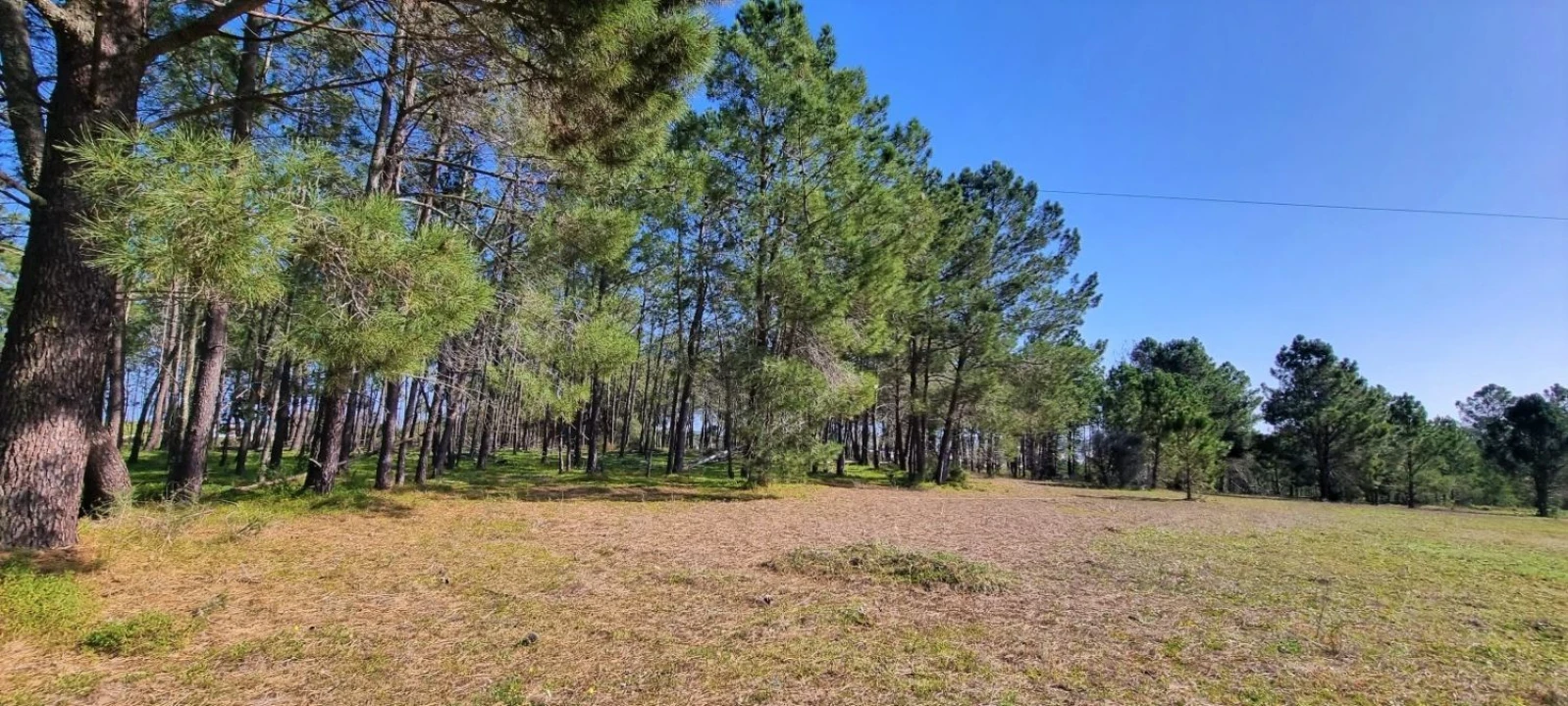 Terreno Agricola ou Rústico para Venda em Odiaxere Foto 5