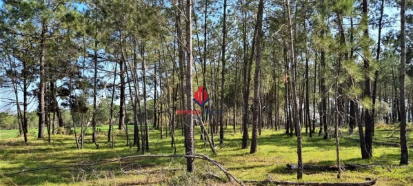 Terreno Agricola ou Rústico para Venda em Odiaxere