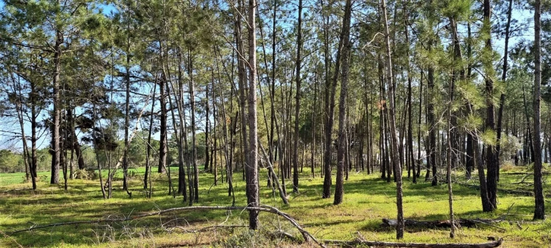 Terreno Agricola ou Rústico para Venda em Odiaxere Foto 2
