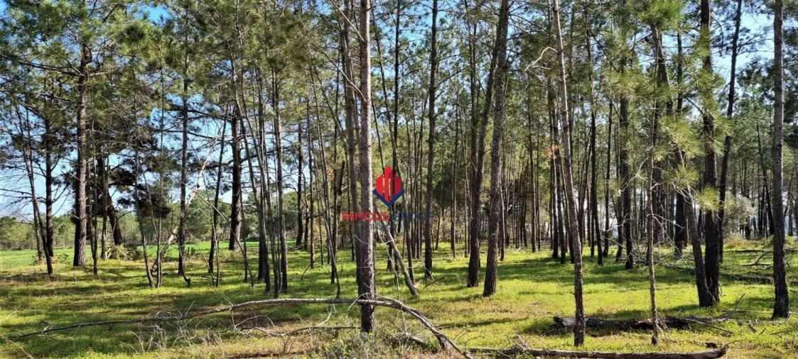 Terreno Agricola ou Rústico para Venda em Odiaxere Foto 2
