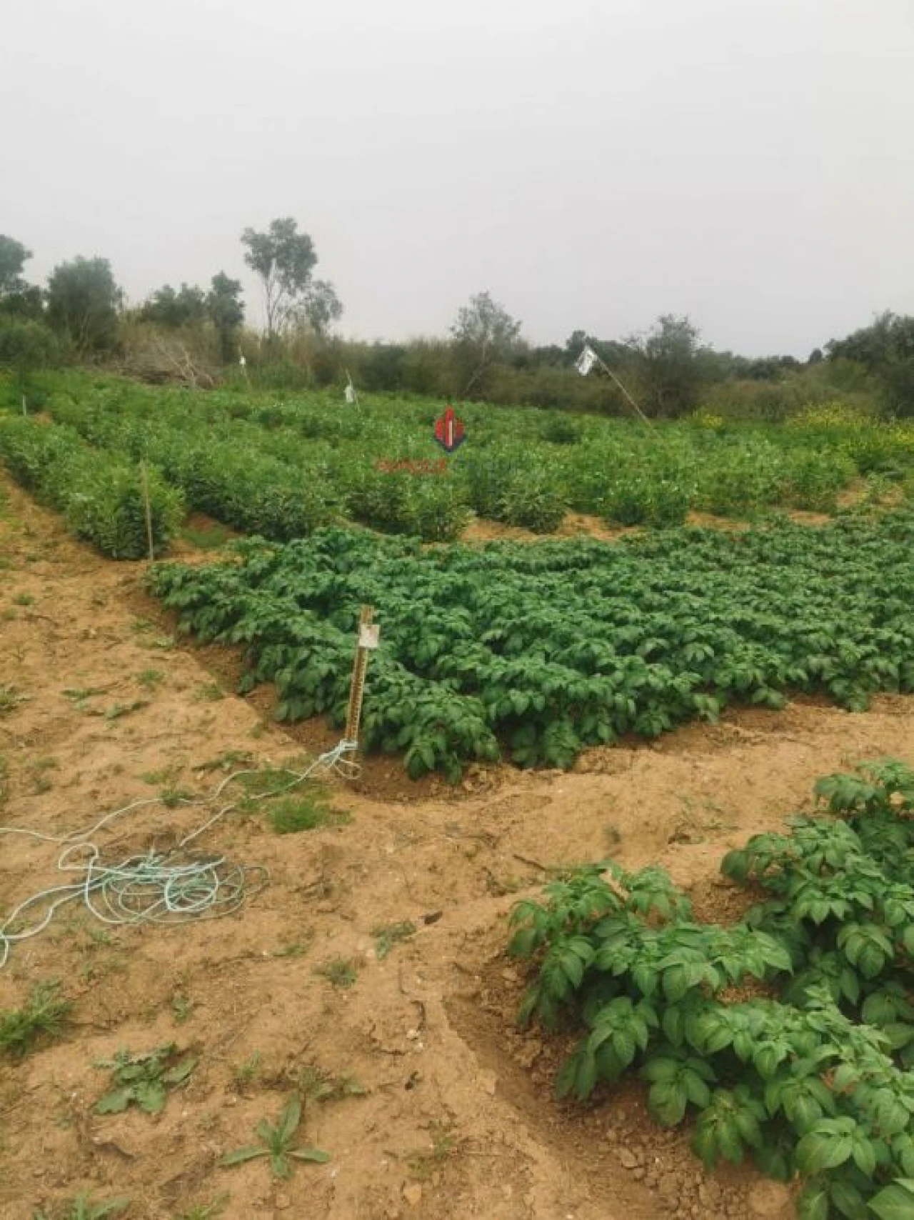 Terreno Agricola ou Rústico para Venda em Quelfes Foto 4