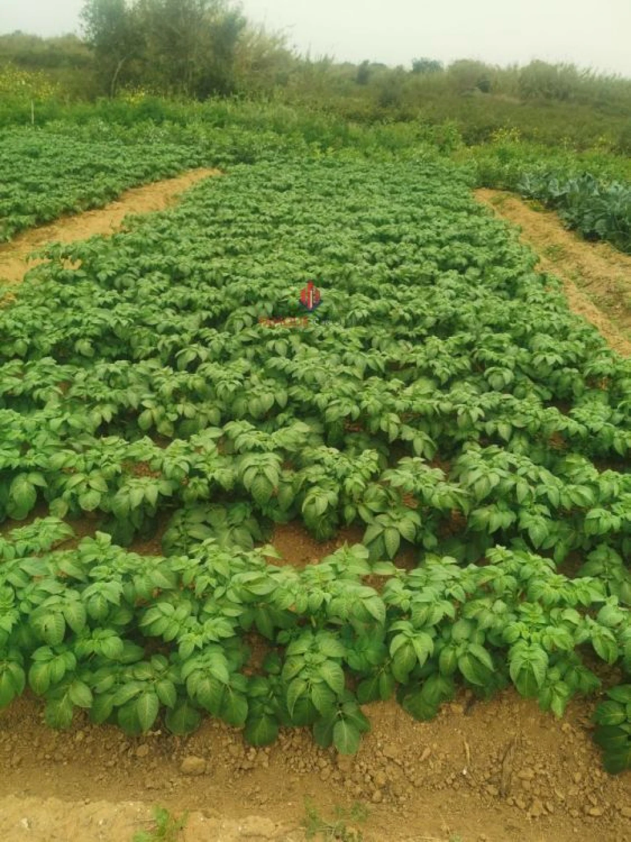 Terreno Agricola ou Rústico para Venda em Quelfes Foto 6