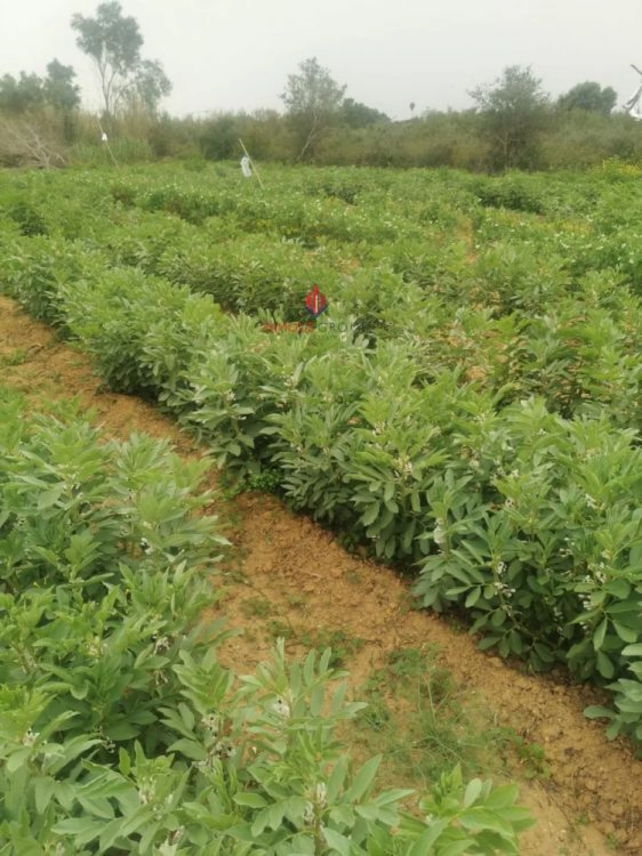 Terreno Agricola ou Rústico para Venda em Quelfes Foto 9
