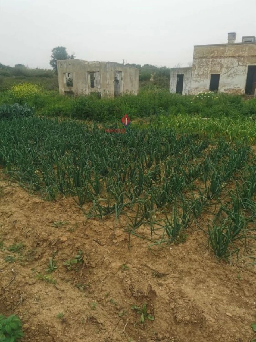 Terreno Agricola ou Rústico para Venda em Quelfes Foto 3
