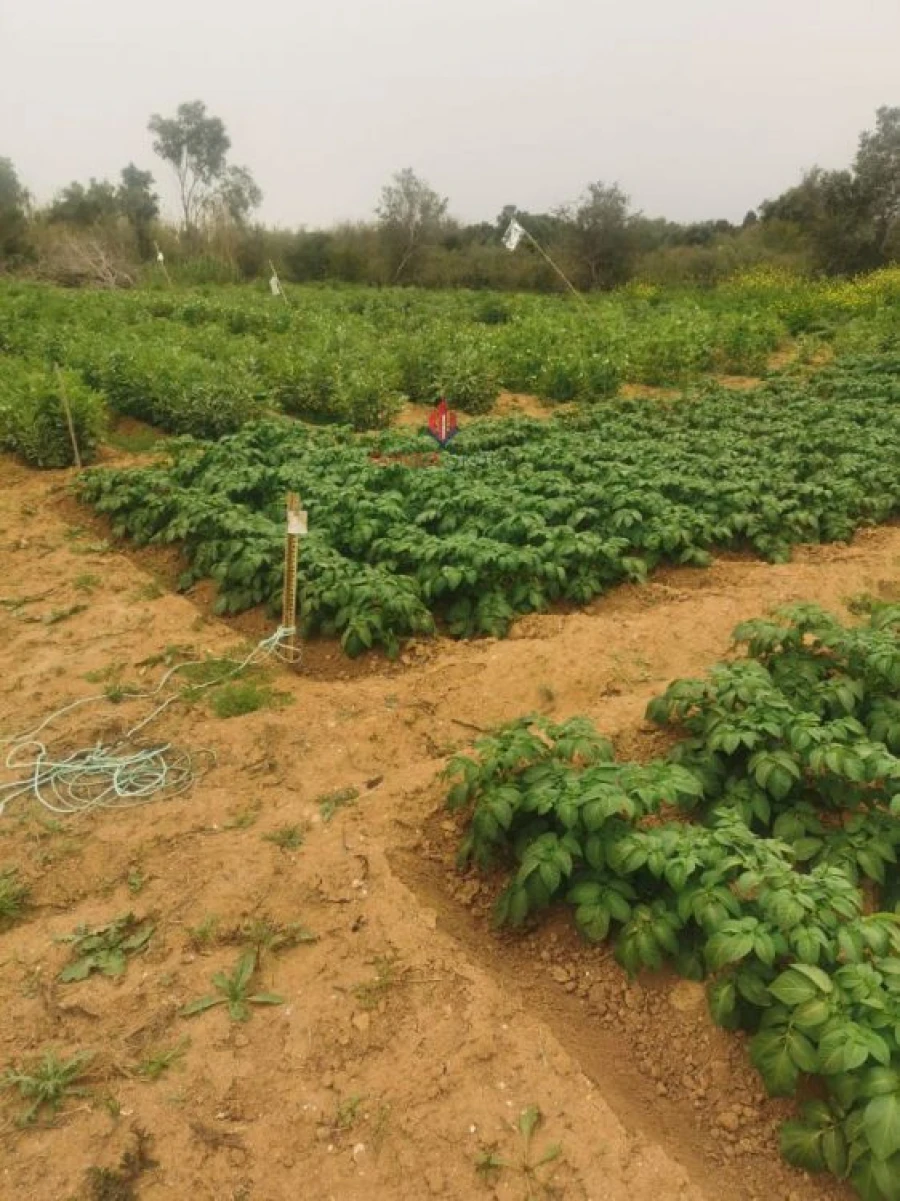 Terreno Agricola ou Rústico para Venda em Quelfes Foto 5