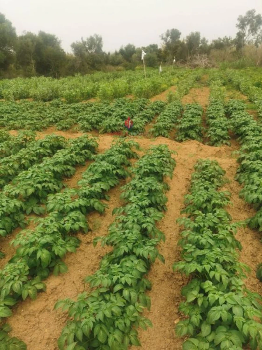 Terreno Agricola ou Rústico para Venda em Quelfes Foto 7