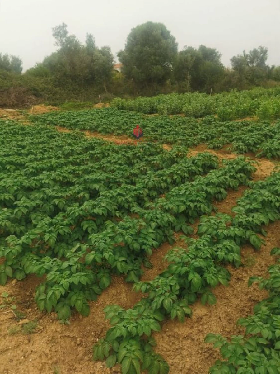Terreno Agricola ou Rústico para Venda em Quelfes Foto 8