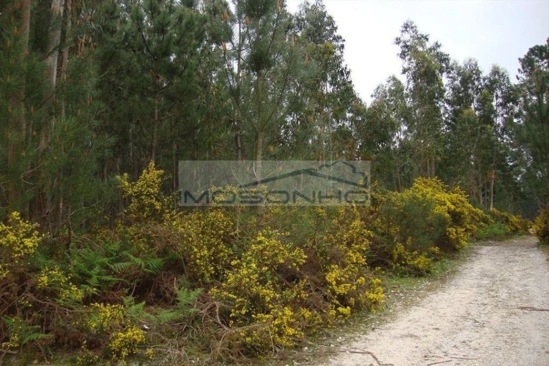 Terreno Agricola ou Rústico para Venda em Marinha Grande Foto 2