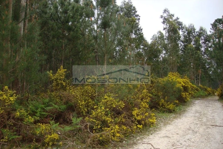 Terreno Agricola ou Rústico para Venda em Marinha Grande Foto 2