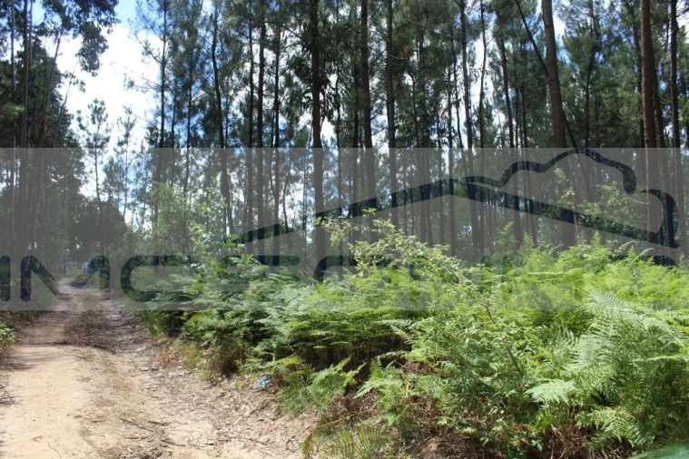 Terreno Agricola ou Rústico para Venda em Marinha Grande Foto 5