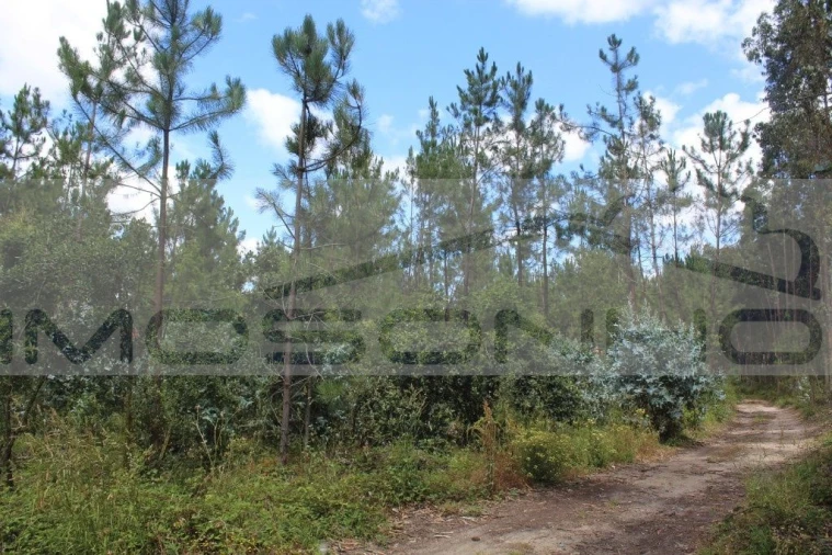 Terreno Agricola ou Rústico para Venda em Marinha Grande Foto 6