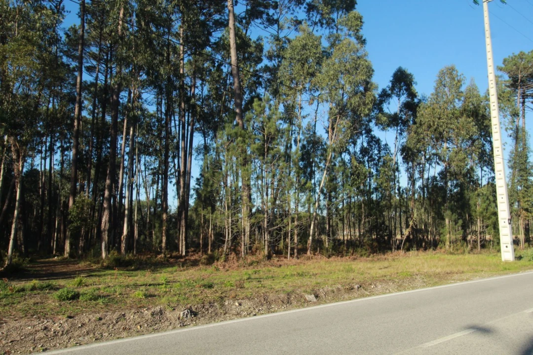 Terreno Agricola ou Rústico para Venda em Marinha Grande Foto 2