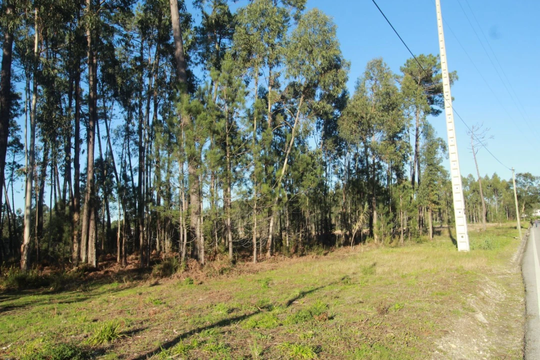 Terreno Agricola ou Rústico para Venda em Marinha Grande Foto 3