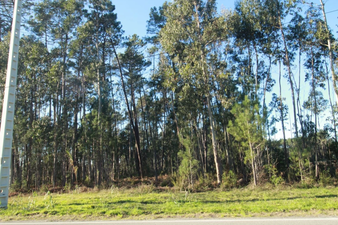 Terreno Agricola ou Rústico para Venda em Marinha Grande Foto 5
