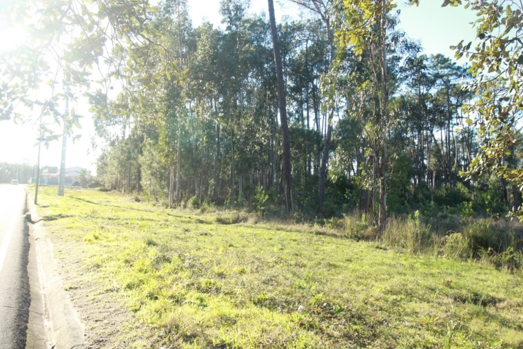Terreno Agricola ou Rústico para Venda em Marinha Grande Foto 4