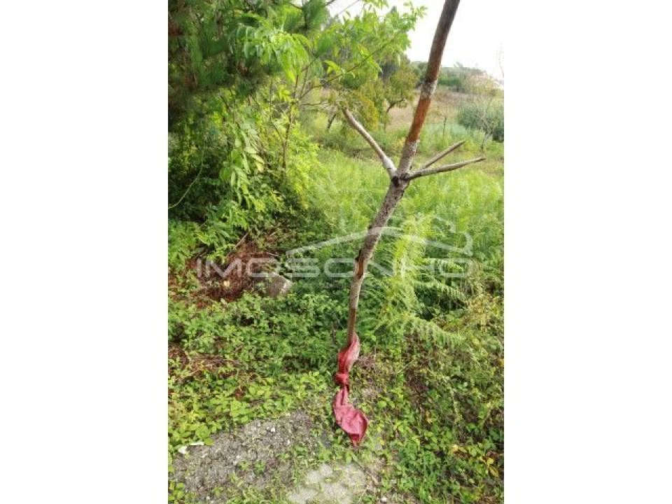 Terreno Agricola ou Rústico para Venda em Souto da Carpalhosa e Ortigosa Foto 8