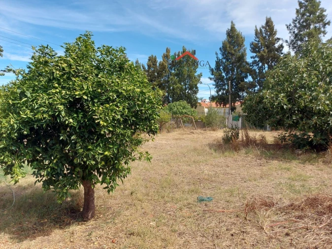 Terreno para Venda em Ferreira do Alentejo e Canhestros Foto 4