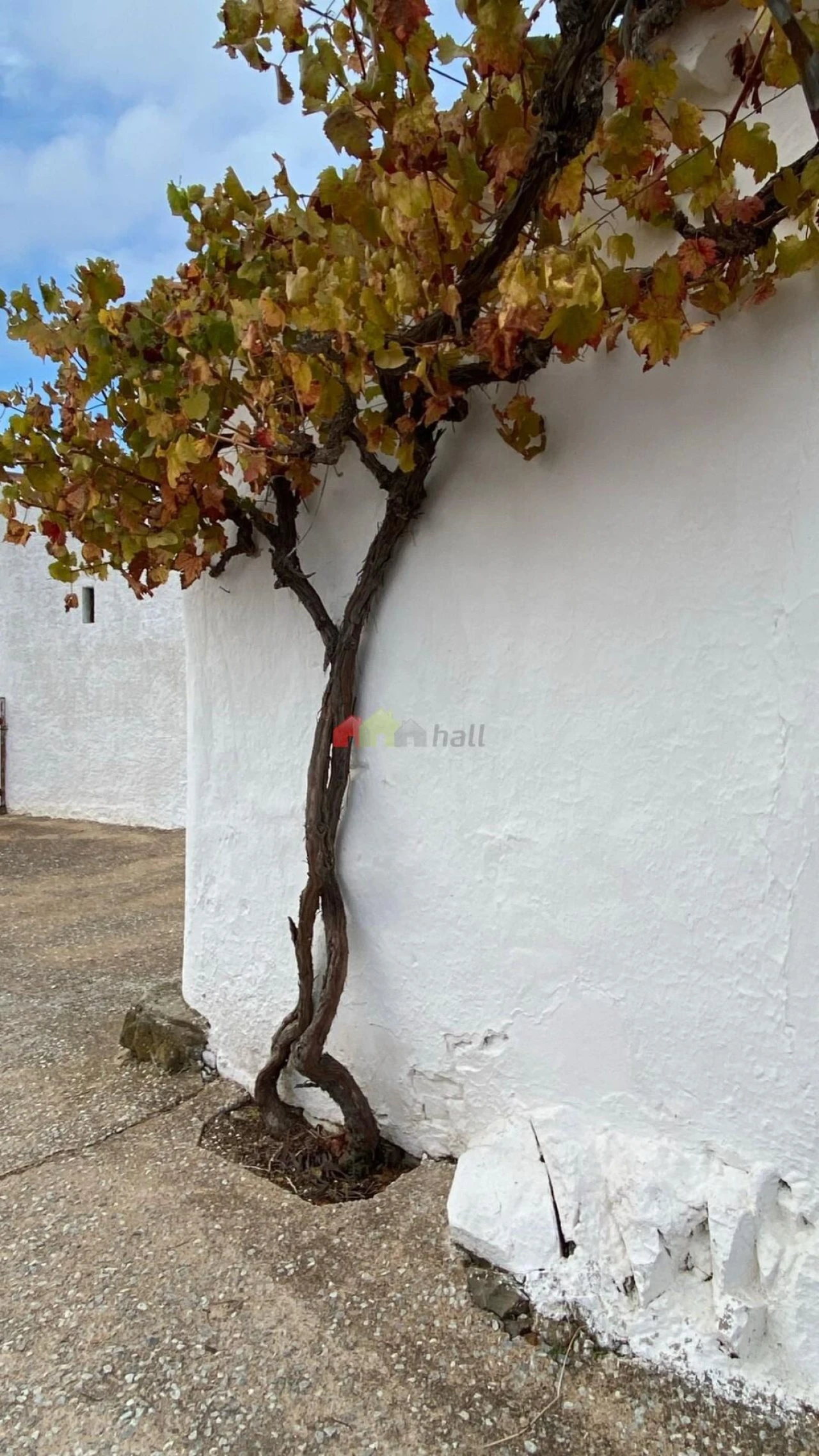 Quinta T5 para Venda em São Miguel do Pinheiro, São Pedro de Solis, São Sebastião dos Carros Foto 15
