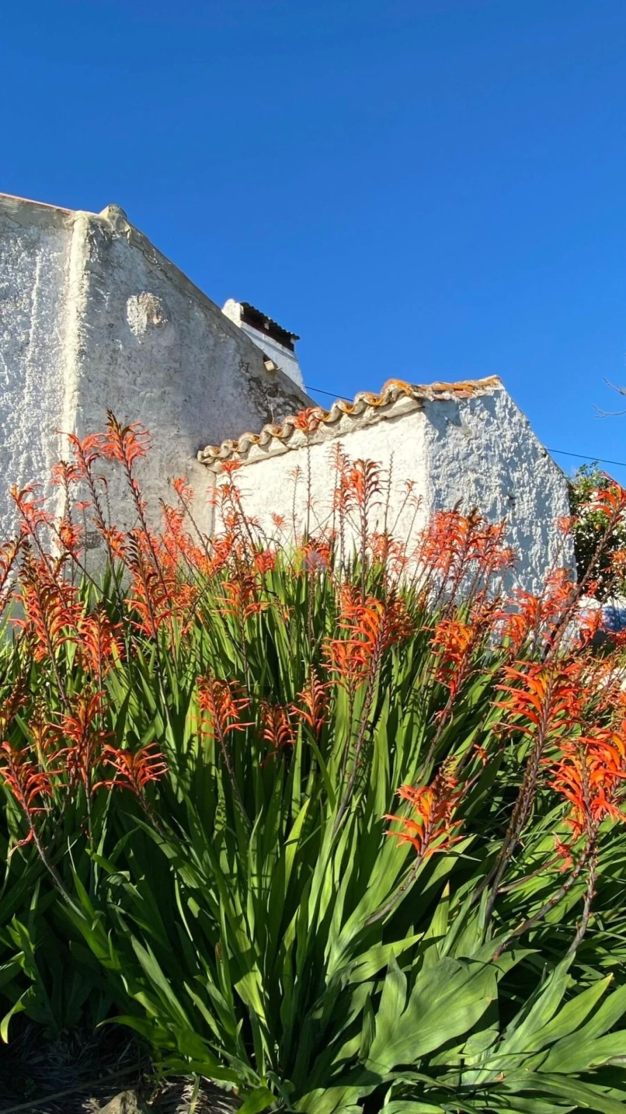 Quinta T5 para Venda em São Miguel do Pinheiro, São Pedro de Solis, São Sebastião dos Carros Foto 13