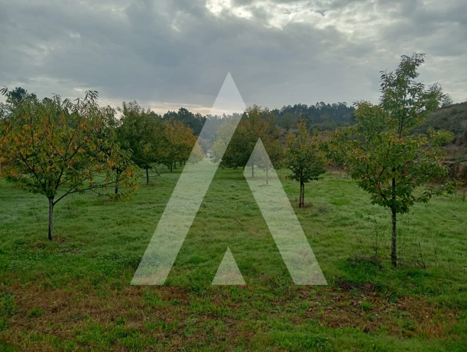 Terreno para Venda em Associação de Freguesias do Vale do Neiva Foto 3