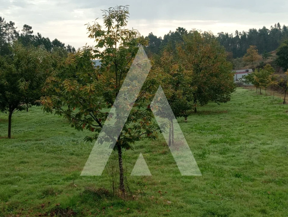 Terreno para Venda em Associação de Freguesias do Vale do Neiva Foto 2