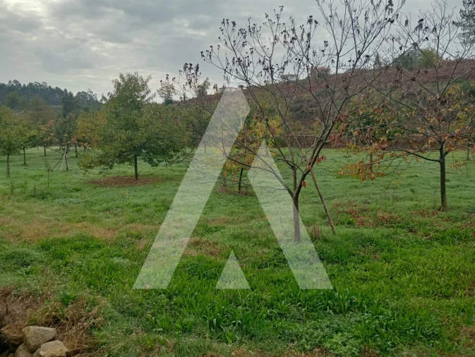 Terreno para Venda em Associação de Freguesias do Vale do Neiva Foto 6