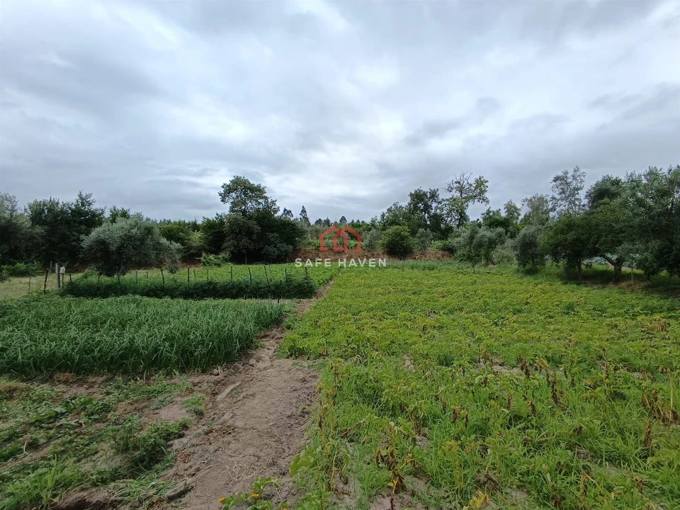 Quinta T0 para Venda em Cunha Baixa Foto 14