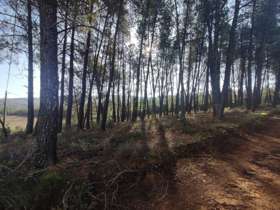 Terreno Agricola ou Rústico para Venda em Casteleiro Foto 18