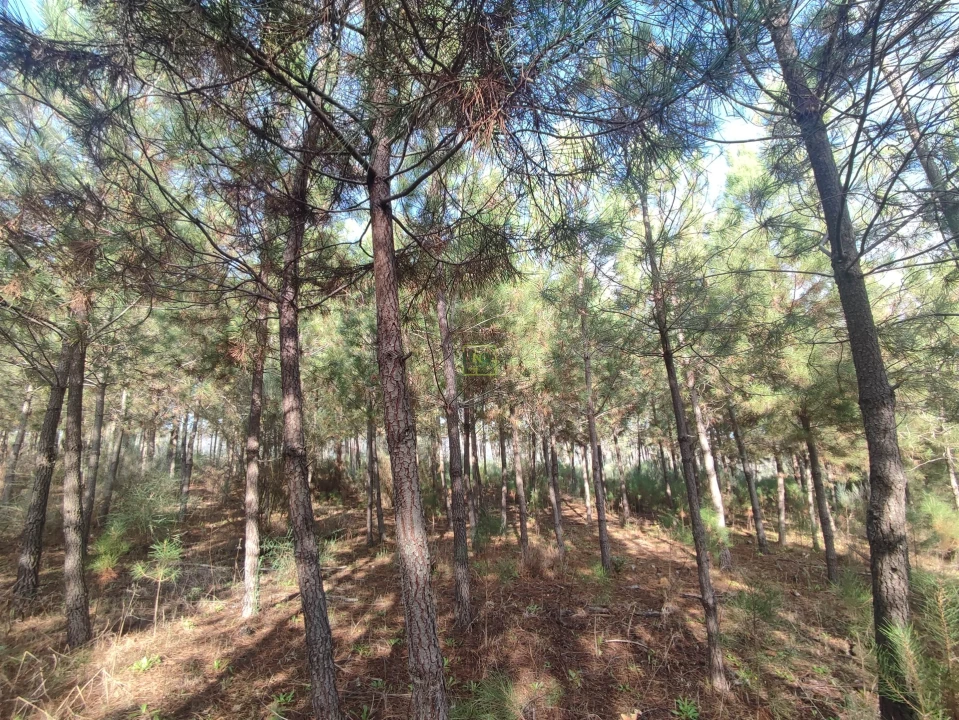 Terreno Agricola ou Rústico para Venda em Casteleiro Foto 3