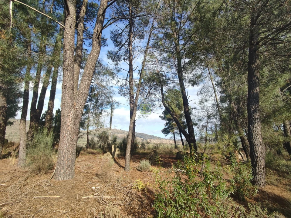 Terreno Agricola ou Rústico para Venda em Casteleiro Foto 12