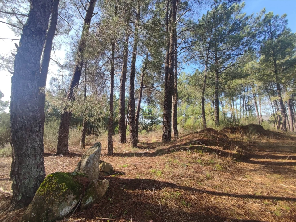 Terreno Agricola ou Rústico para Venda em Casteleiro Foto 16