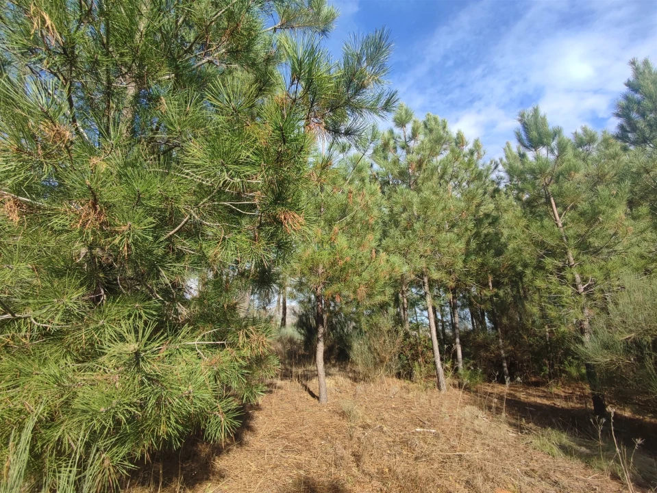 Terreno Agricola ou Rústico para Venda em Casteleiro Foto 15