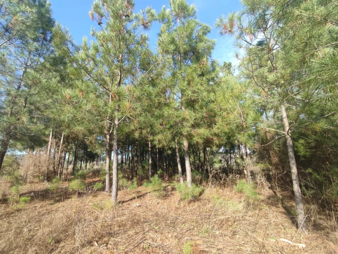 Terreno Agricola ou Rústico para Venda em Casteleiro Foto 14