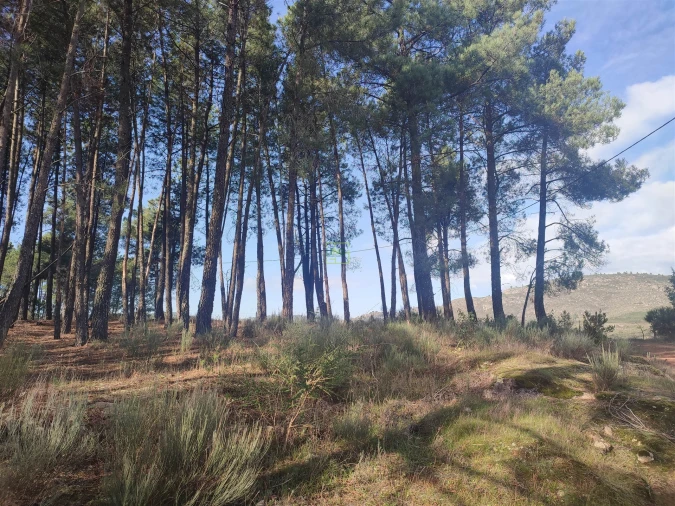 Terreno Agricola ou Rústico para Venda em Casteleiro Foto 20