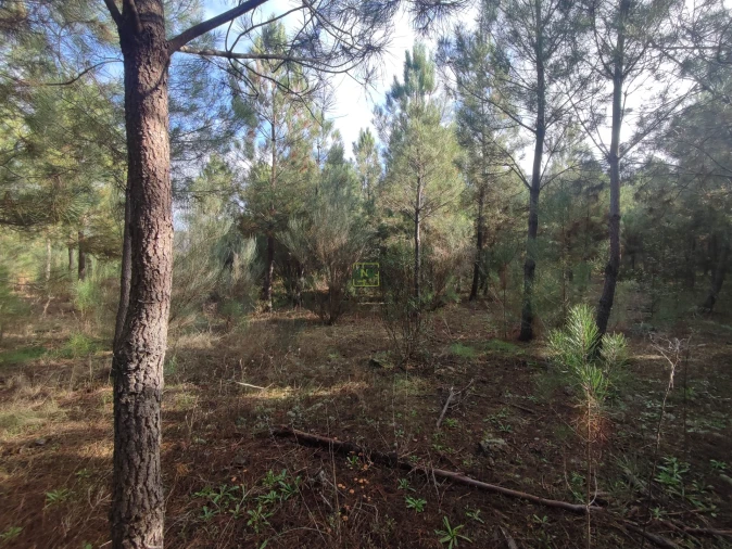 Terreno Agricola ou Rústico para Venda em Casteleiro Foto 5