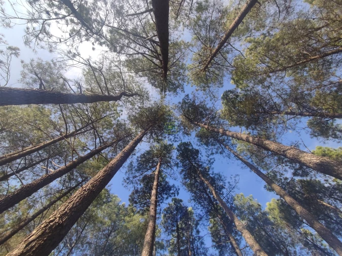 Terreno Agricola ou Rústico para Venda em Casteleiro Foto 1