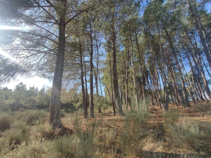 Terreno Agricola ou Rústico para Venda em Casteleiro Foto 19