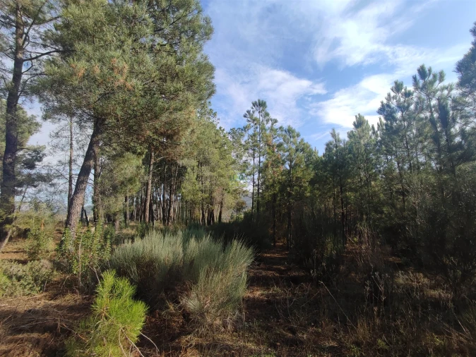 Terreno Agricola ou Rústico para Venda em Casteleiro Foto 13