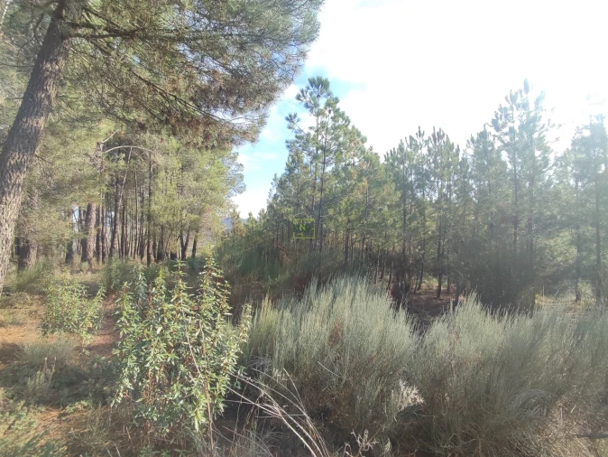 Terreno Agricola ou Rústico para Venda em Casteleiro Foto 9