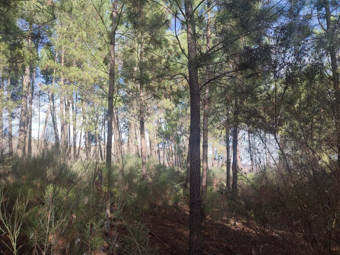 Terreno Agricola ou Rústico para Venda em Casteleiro Foto 11