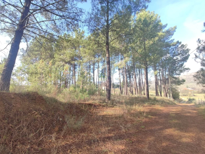 Terreno Agricola ou Rústico para Venda em Casteleiro Foto 8