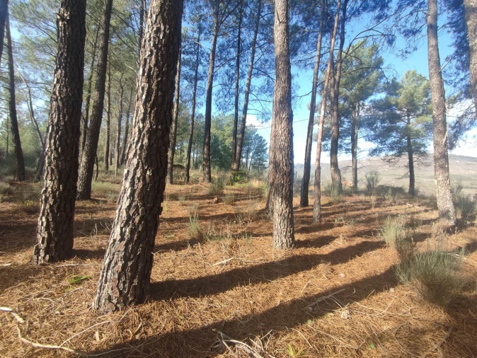 Terreno Agricola ou Rústico para Venda em Casteleiro Foto 2