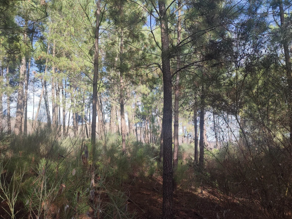 Terreno Agricola ou Rústico para Venda em Casteleiro Foto 11