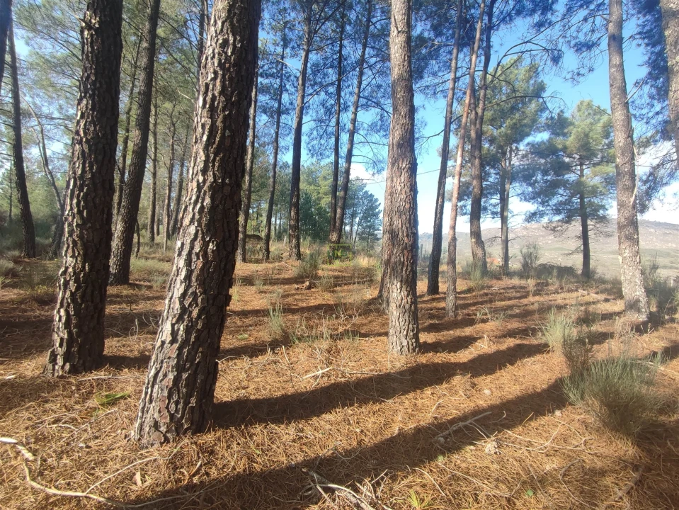 Terreno Agricola ou Rústico para Venda em Casteleiro Foto 2