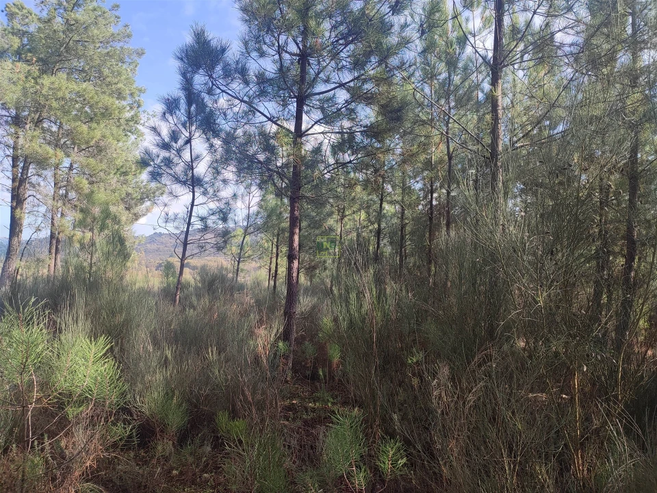 Terreno Agricola ou Rústico para Venda em Casteleiro Foto 6