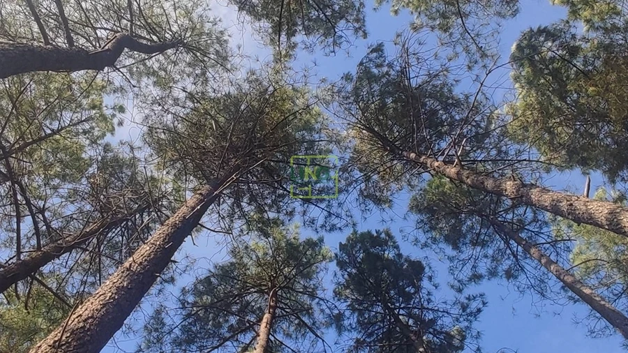 Terreno Agricola ou Rústico para Venda em Casteleiro