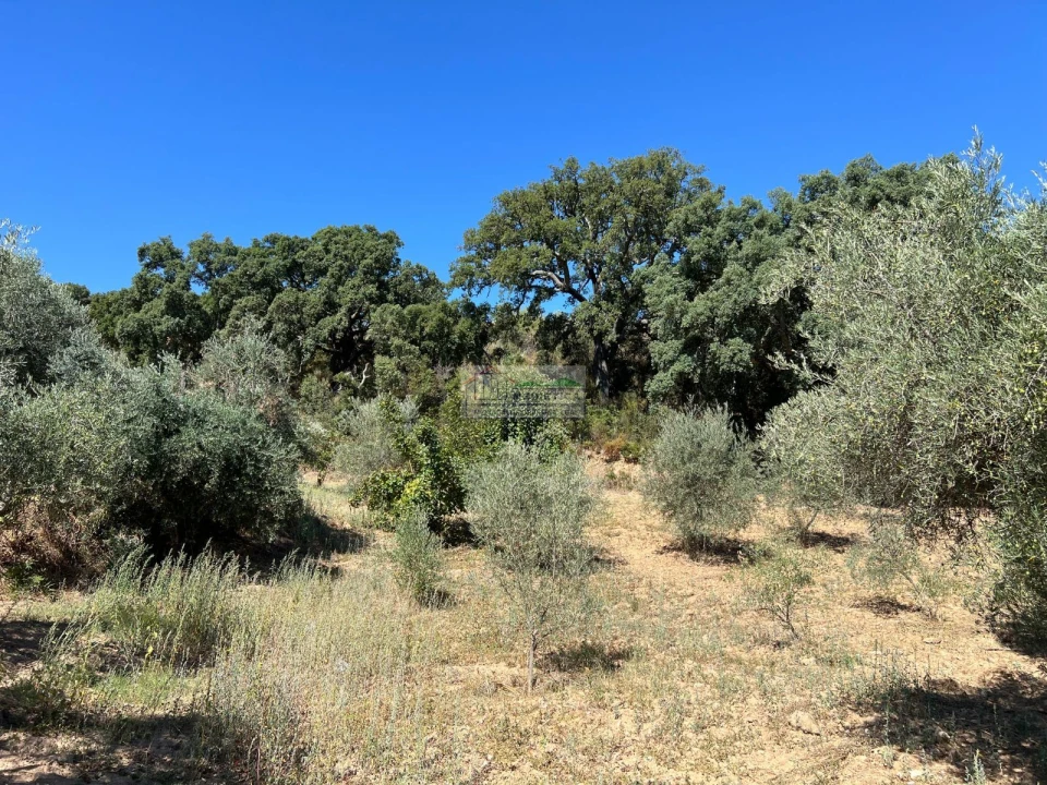 Quinta para Venda em Alfandega da Fe Foto 16